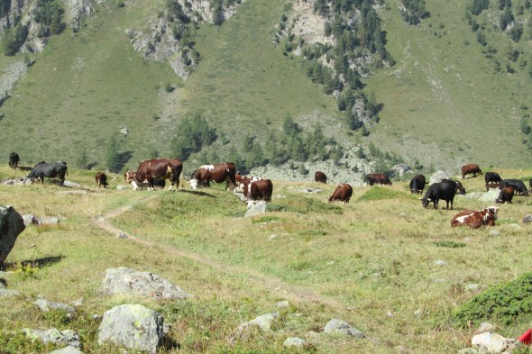 Cows in Pila mountain